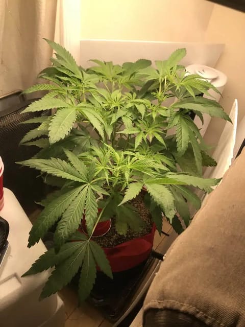 Frozen B.A.G. winter 2025 — flower, day 9
