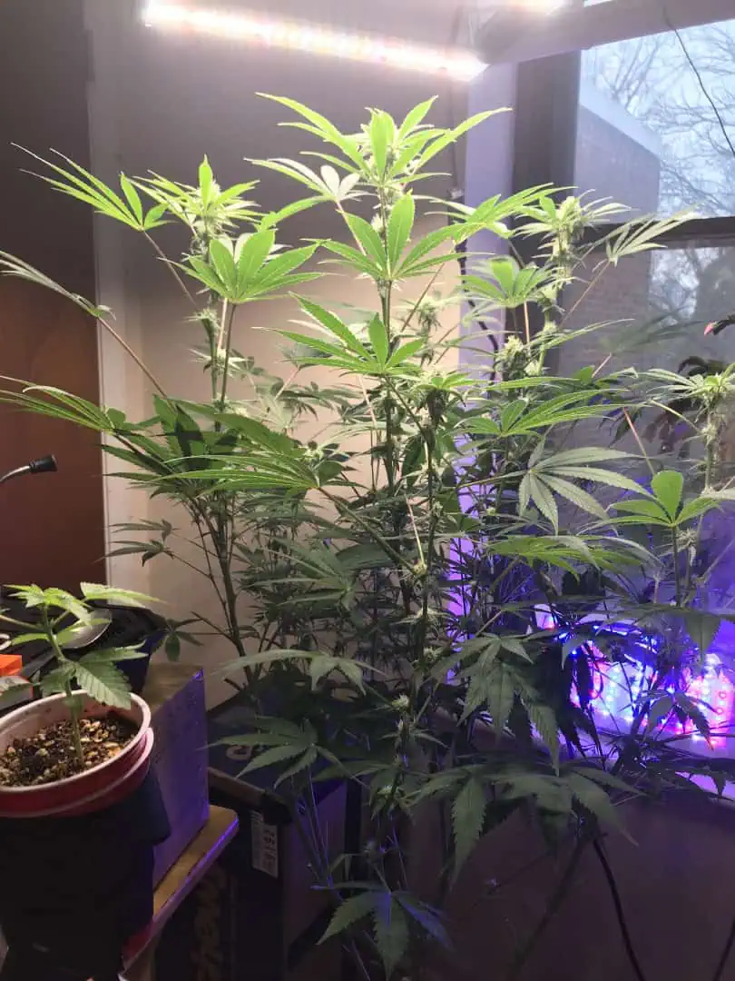 Frozen B.A.G. winter 2025 — flower, day 46