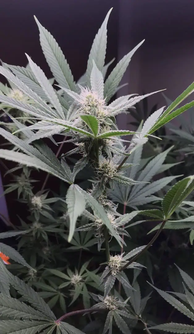 Frozen B.A.G. winter 2025 — flower, day 46