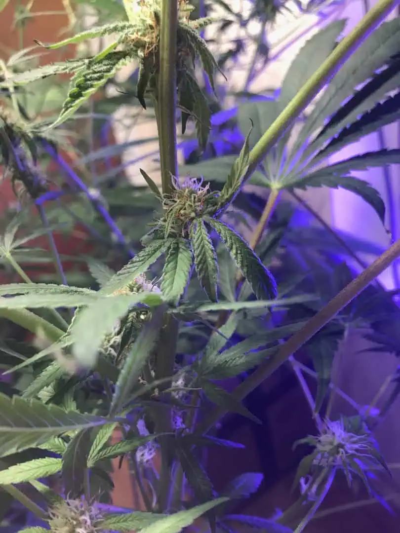 Frozen B.A.G. winter 2025 — flower, day 46