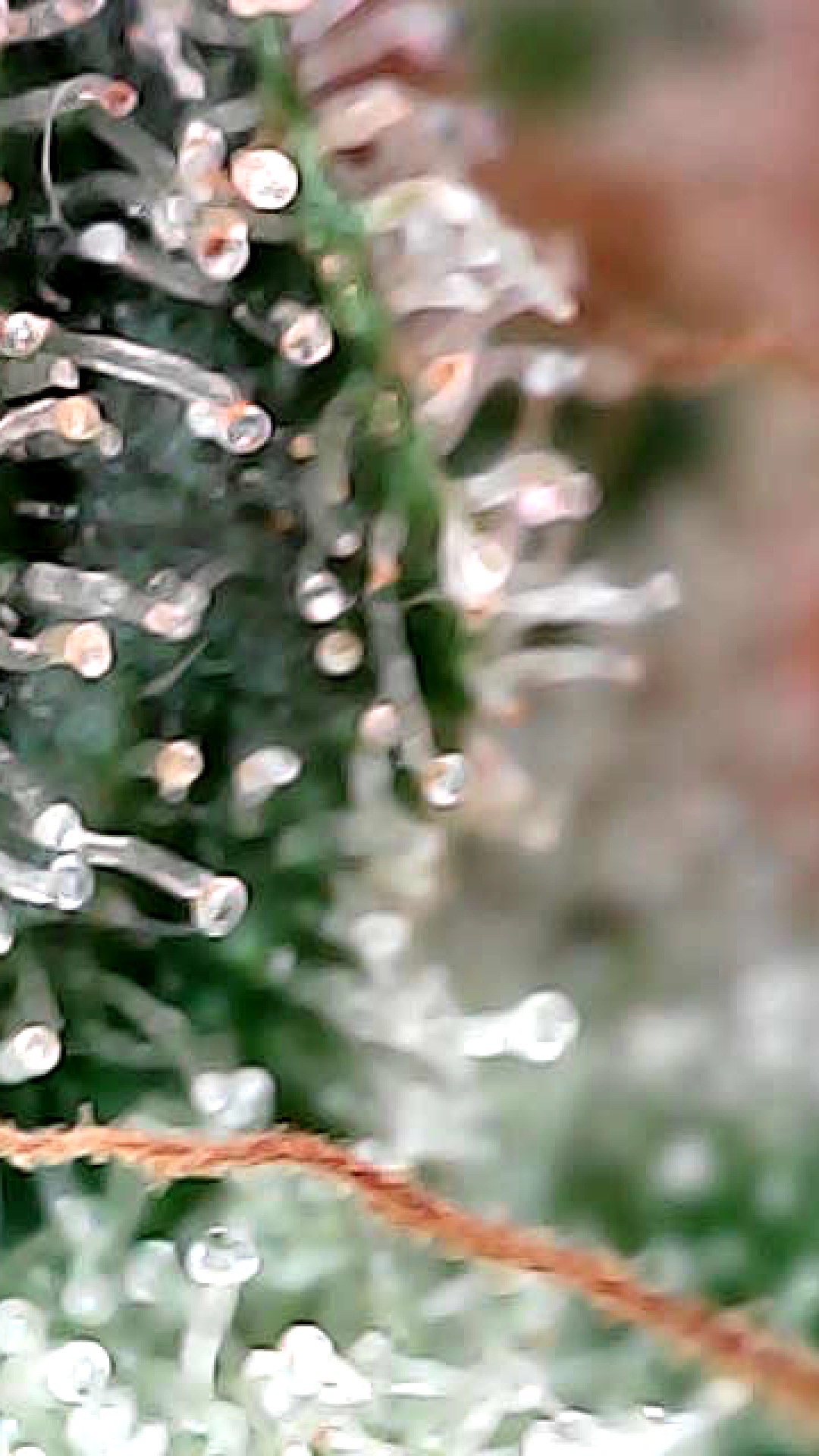 Frozen B.A.G. winter 2025 — flower, day 79