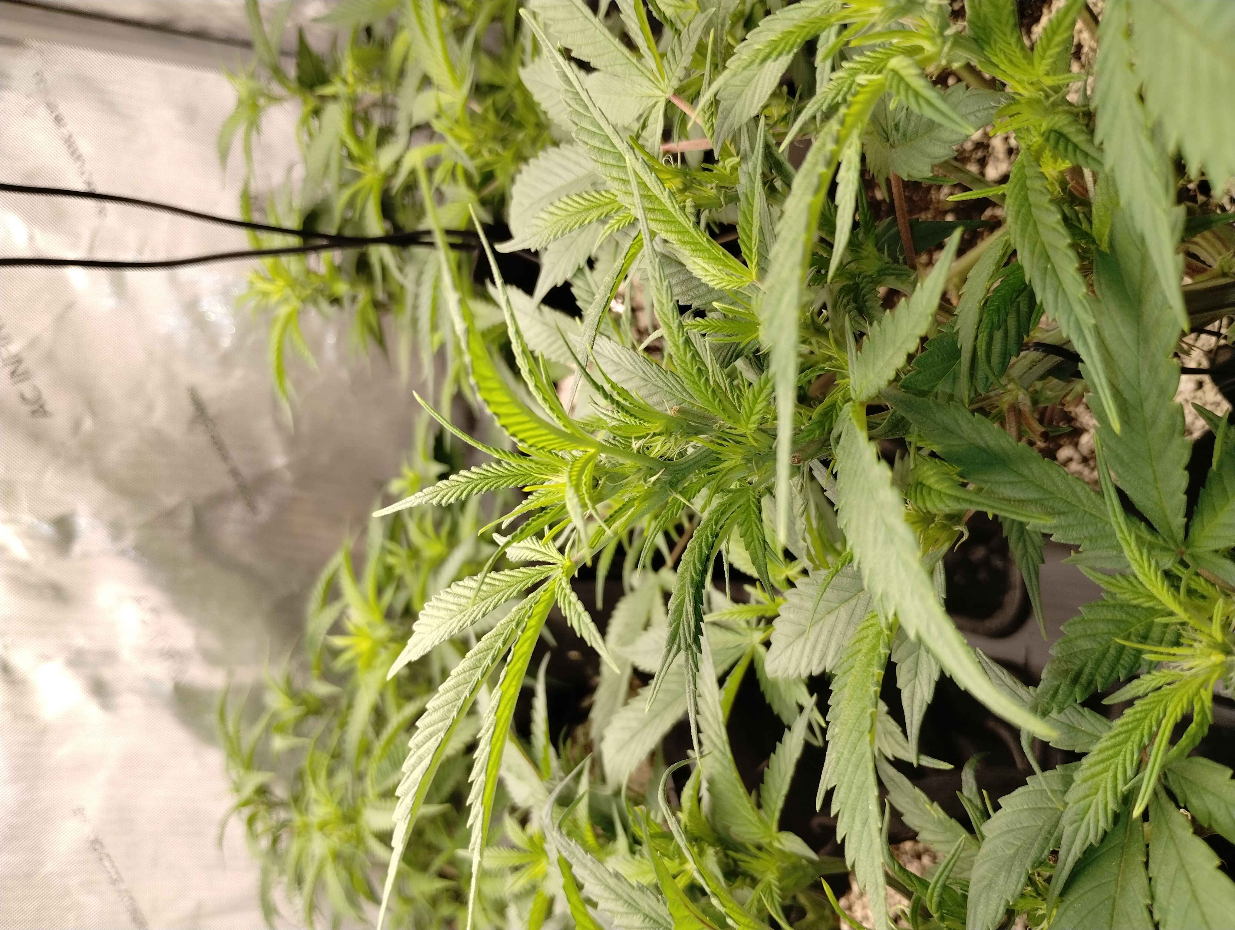 Second Grow — flower, day 3