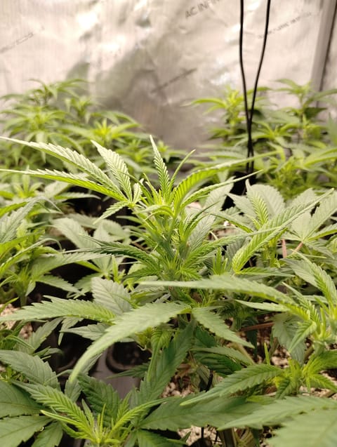Second Grow — flower, day 3