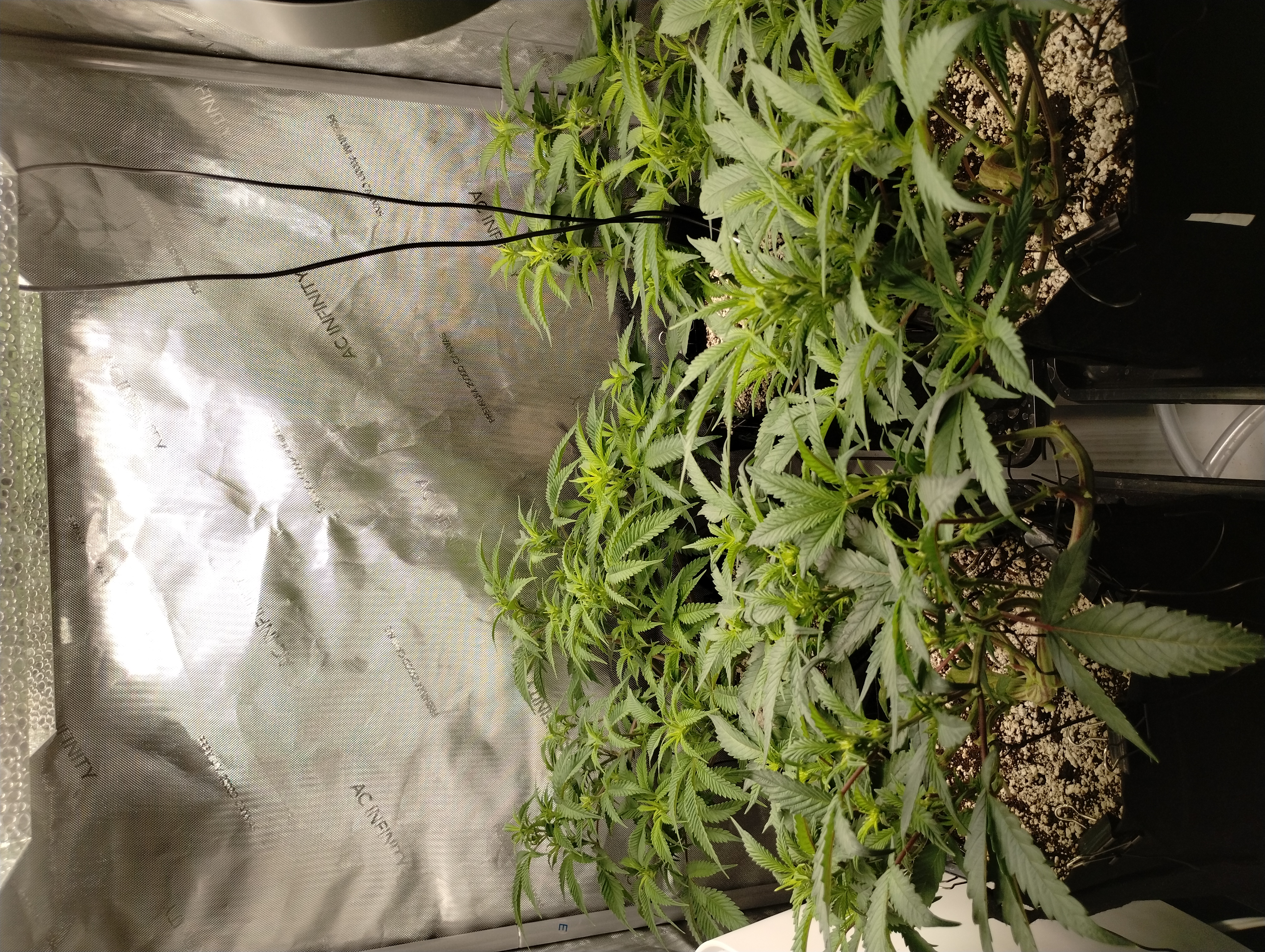 Second Grow — flower, day 3