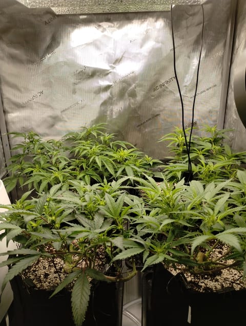 Second Grow — flower, day 3