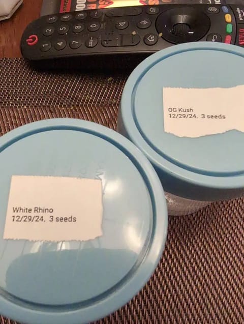 First Legal Grow — germination, day 1