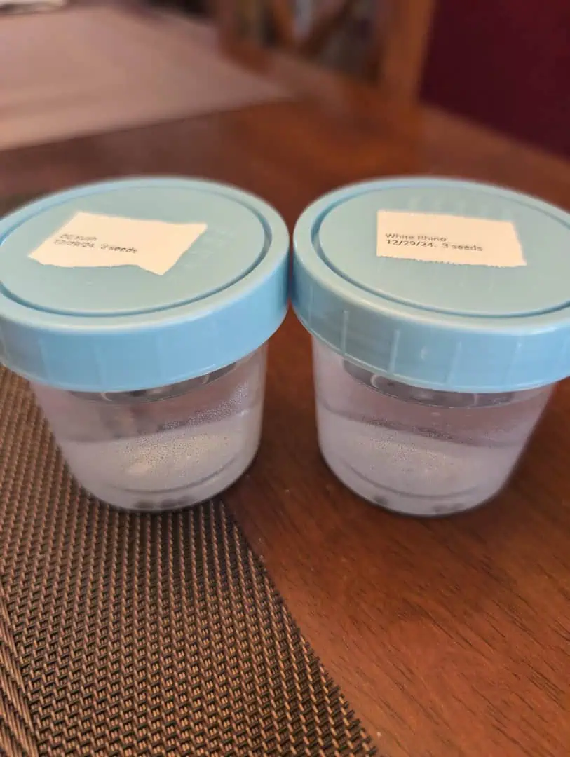 First Legal Grow — germination, day 2