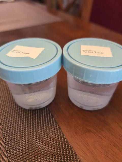 First Legal Grow — germination, day 2