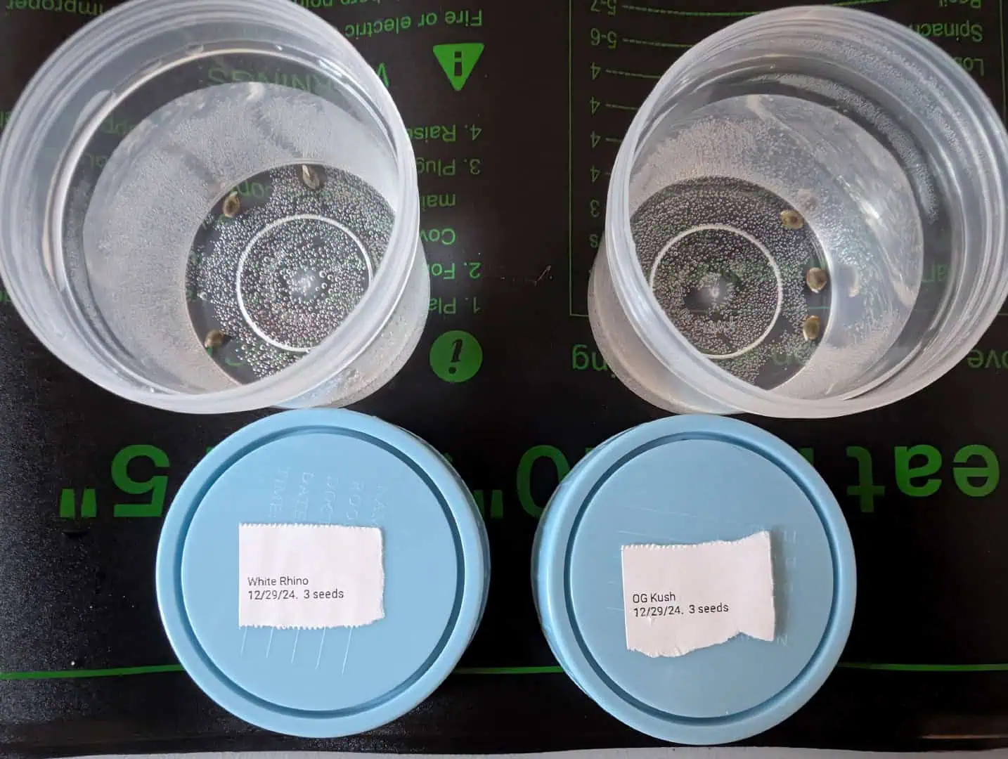 First Legal Grow — germination, day 4