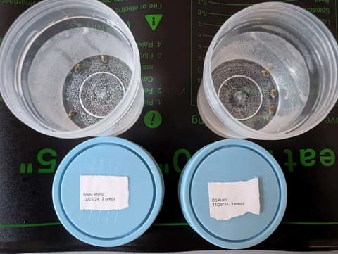 First Legal Grow — germination, day 4