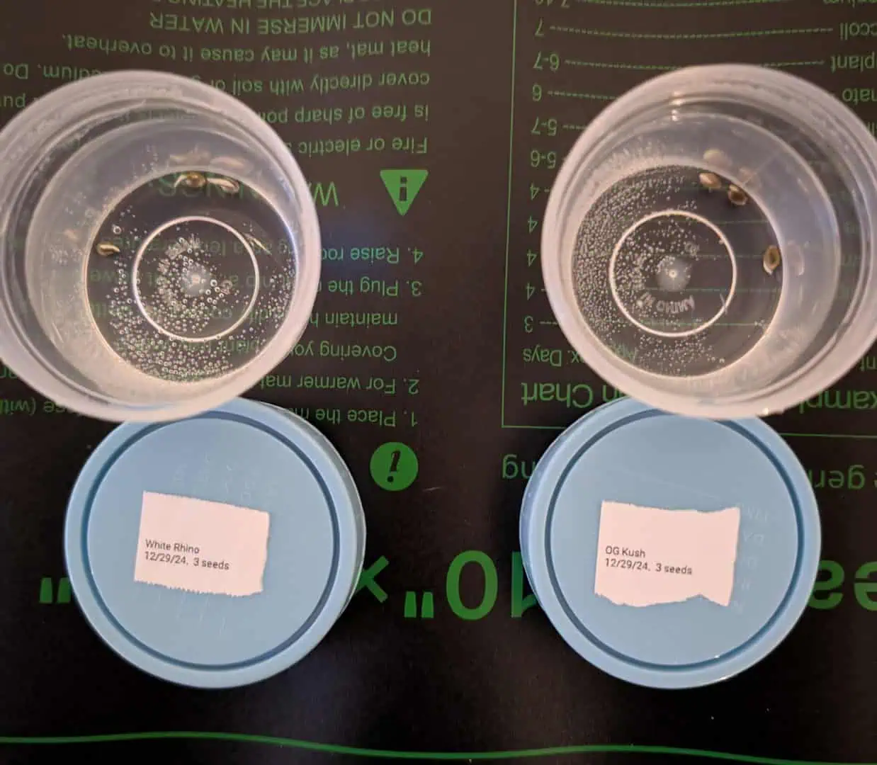 First Legal Grow — germination, day 6