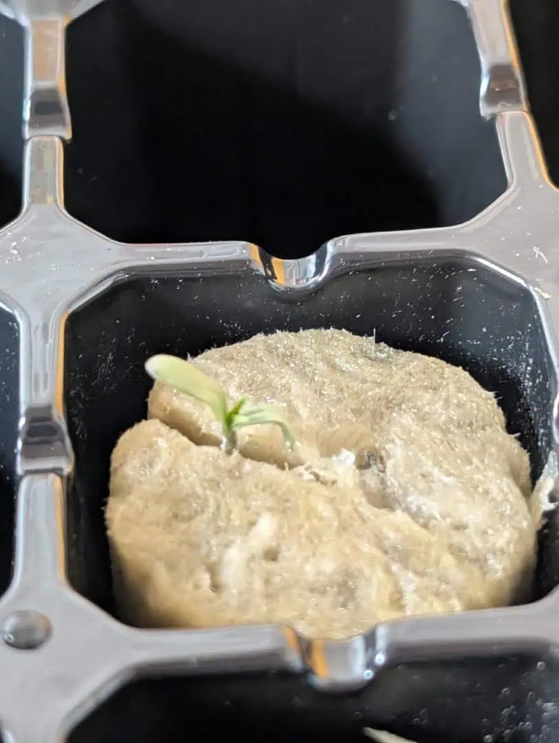 First Legal Grow — germination, day 12