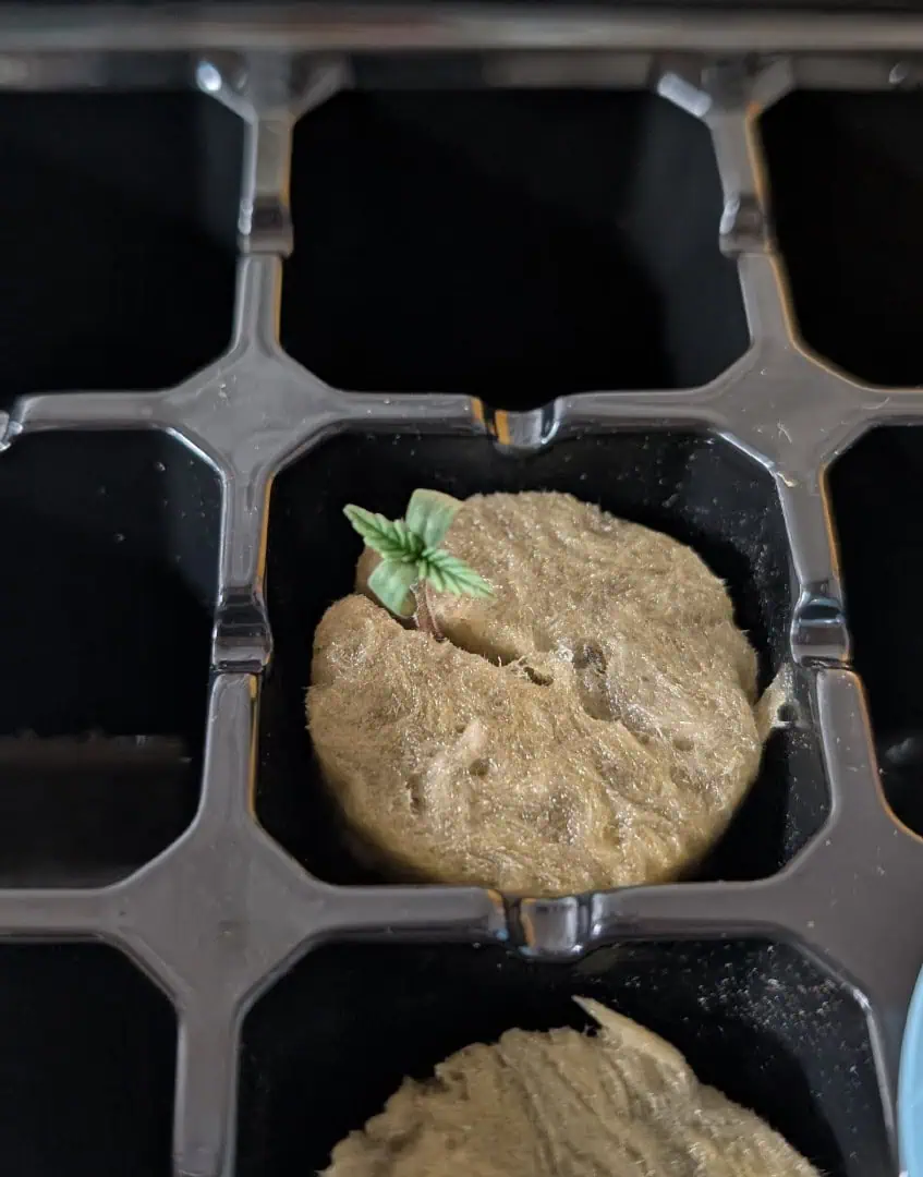 First Legal Grow — germination, day 14
