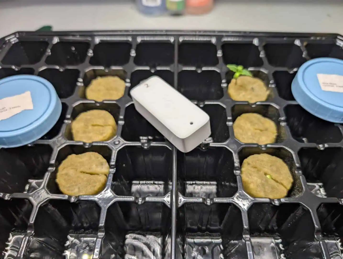 First Legal Grow — germination, day 19