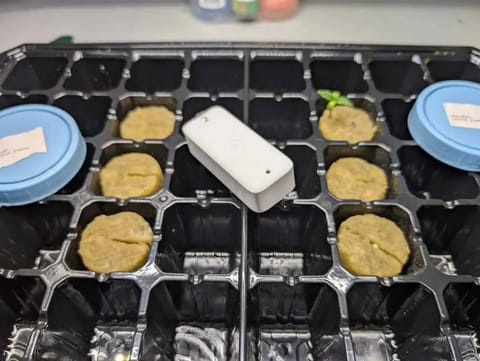 First Legal Grow — germination, day 19