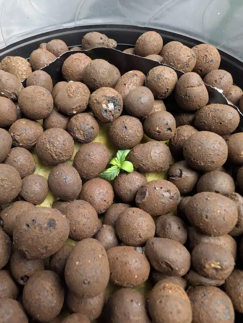 First Legal Grow — germination, day 19