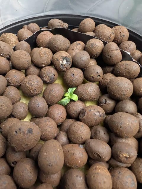 First Legal Grow — germination, day 19