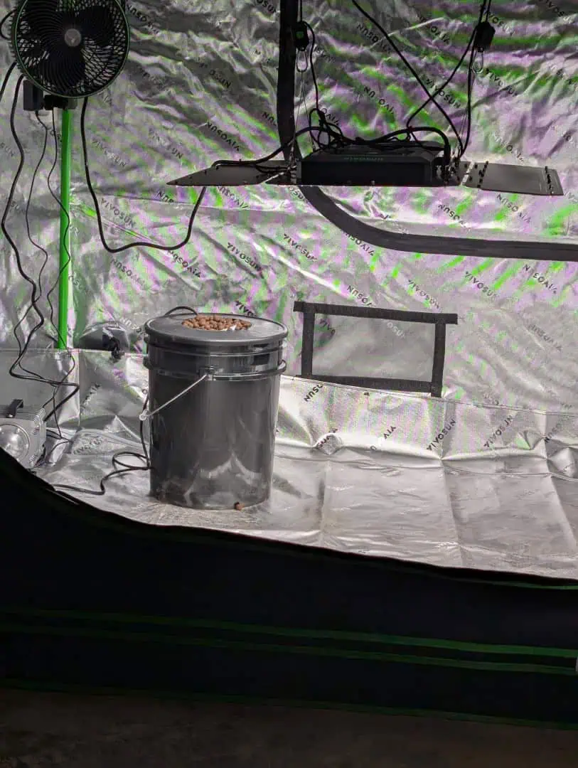 First Legal Grow — germination, day 19