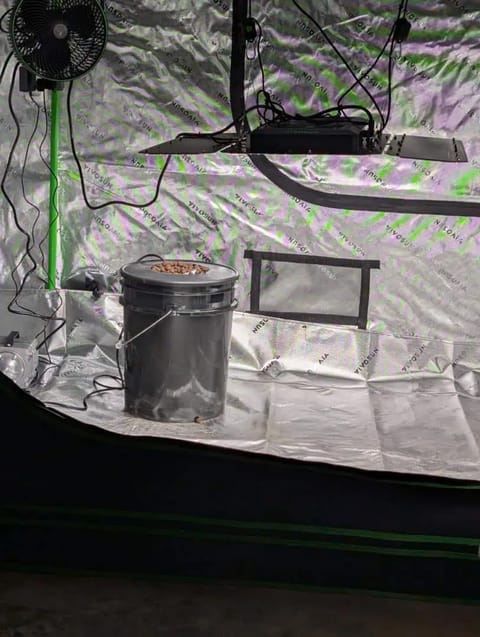 First Legal Grow — germination, day 19