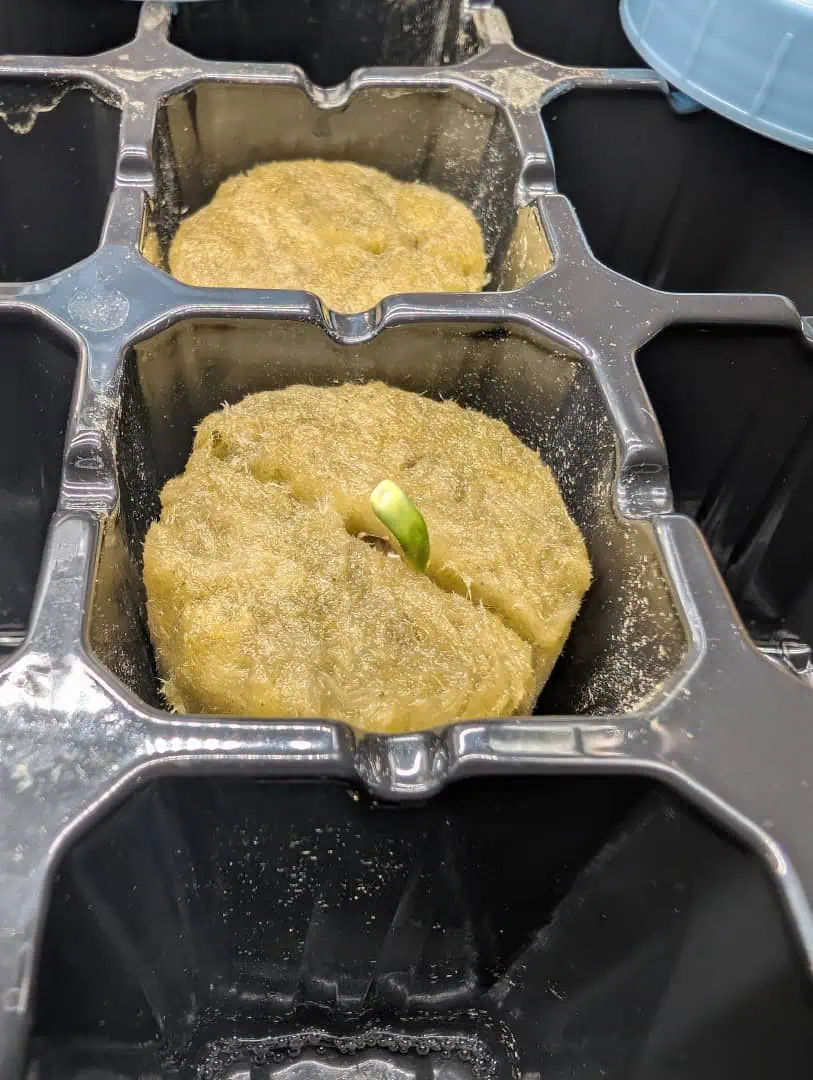 First Legal Grow — germination, day 20