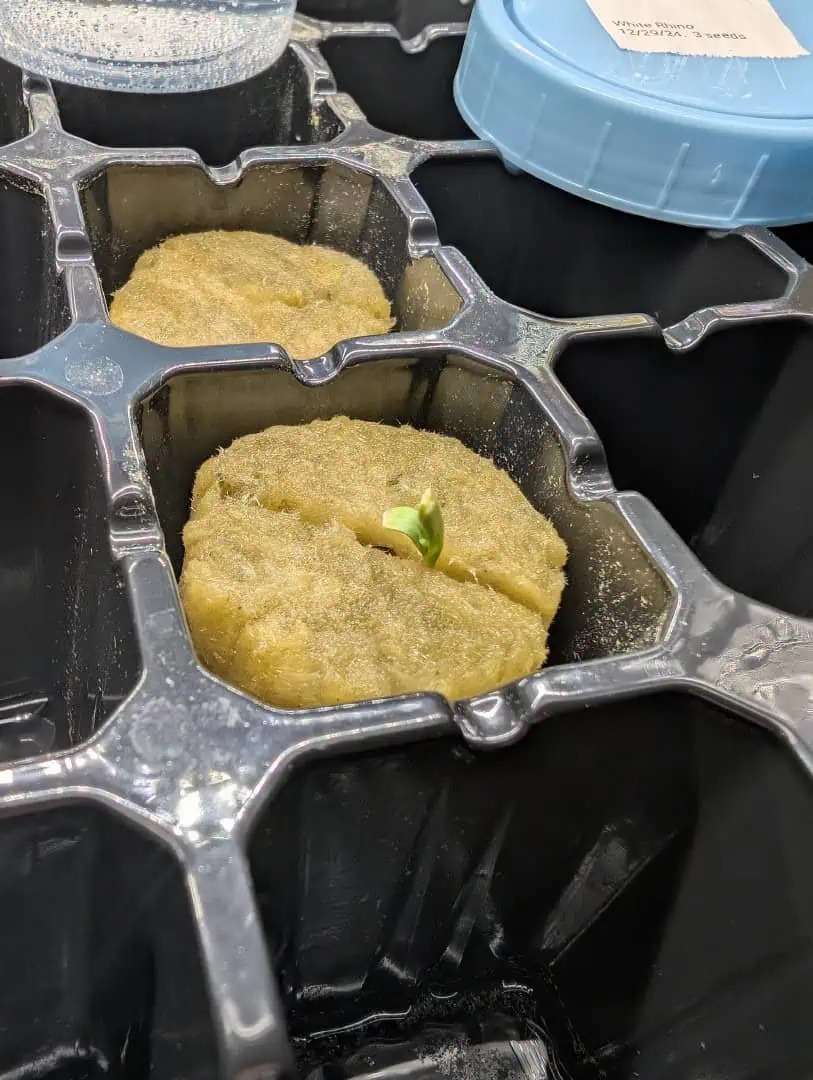 First Legal Grow — germination, day 20