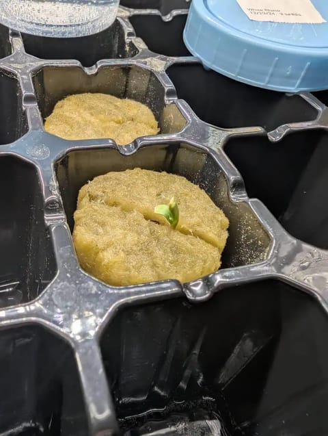 First Legal Grow — germination, day 20