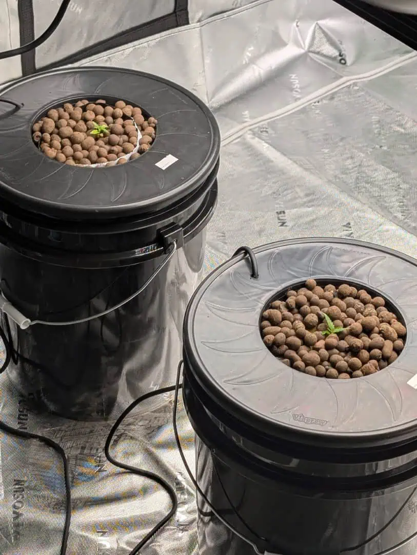 First Legal Grow — seedling_rooting, day 28