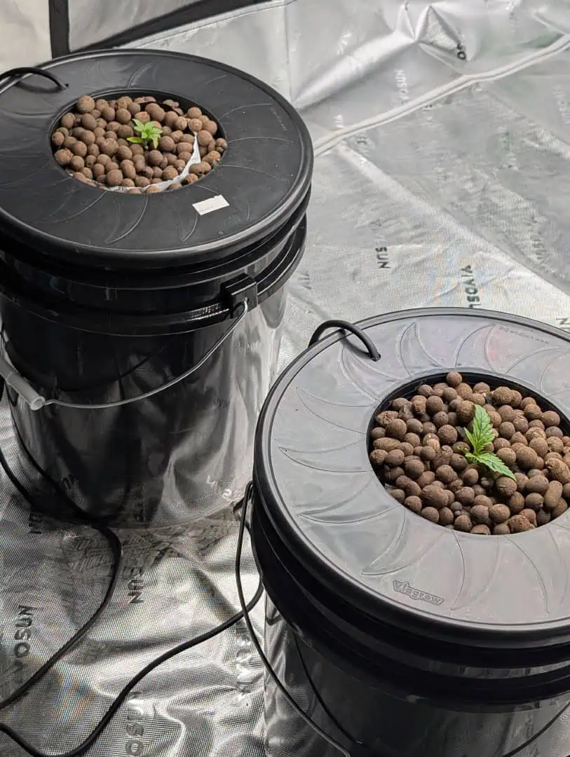 First Legal Grow — seedling_rooting, day 30