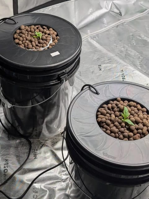 First Legal Grow — seedling_rooting, day 30