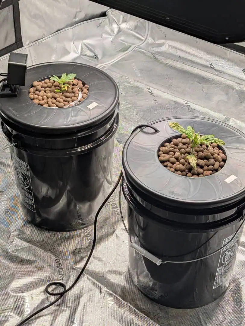 First Legal Grow — seedling_rooting, day 36