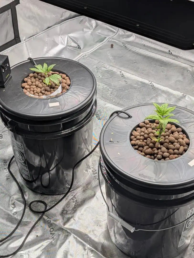 First Legal Grow — seedling_rooting, day 39