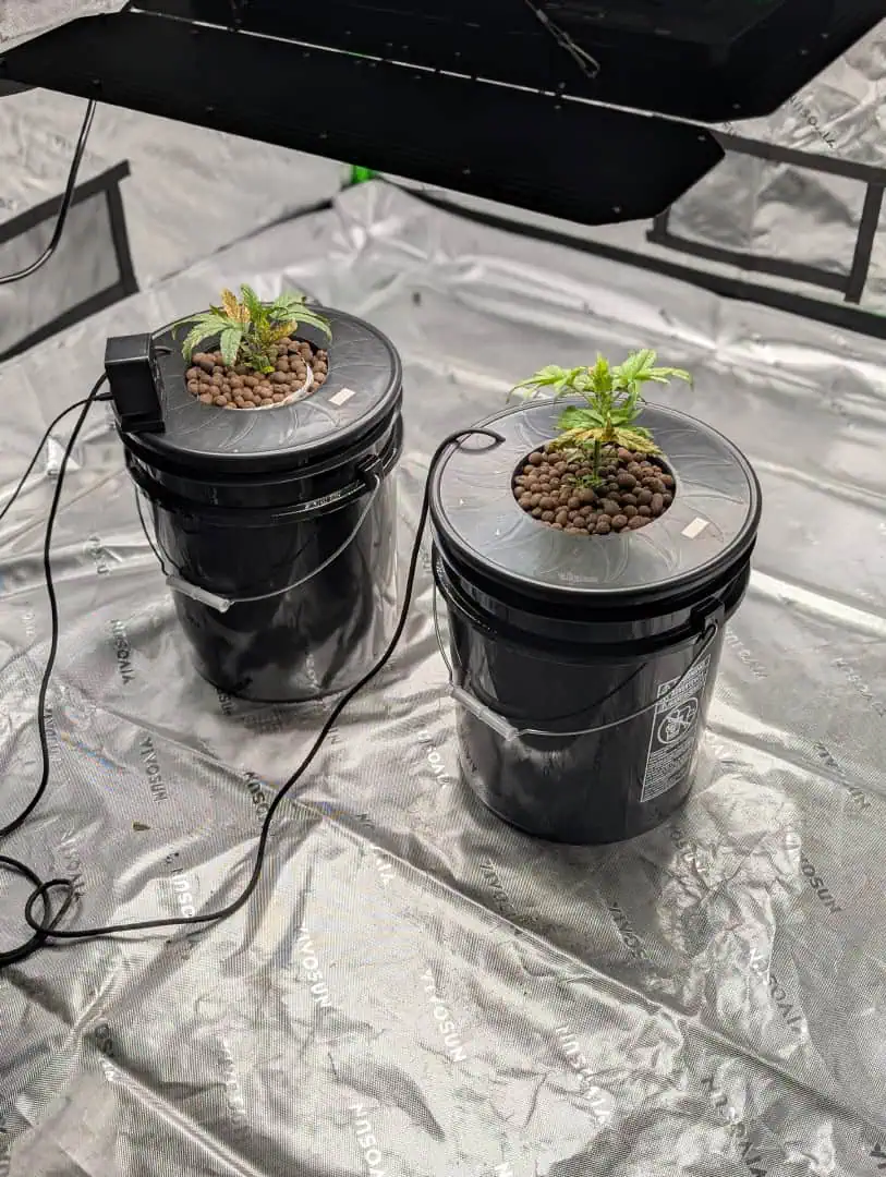 First Legal Grow — seedling_rooting, day 43