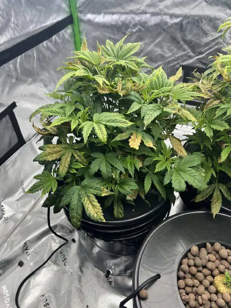 First Legal Grow — vegetative, day 60