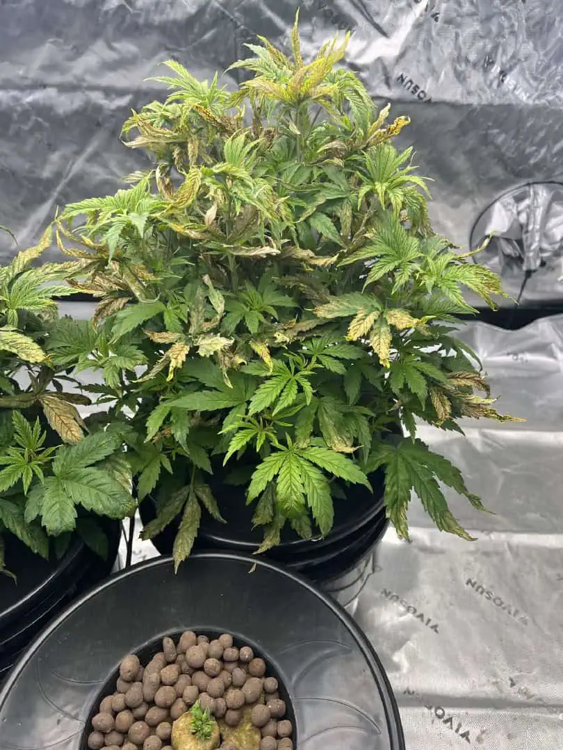 First Legal Grow — vegetative, day 60