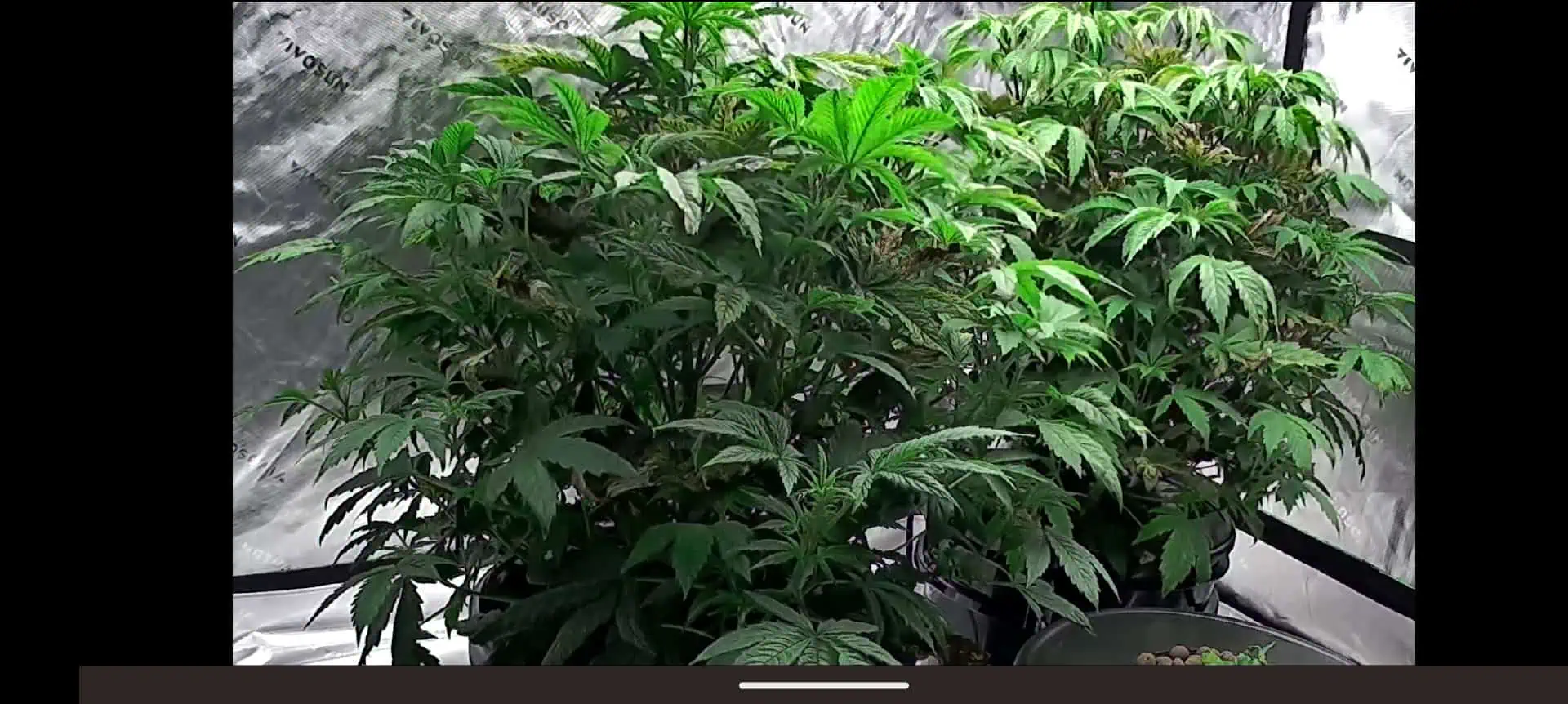 First Legal Grow — vegetative, day 68