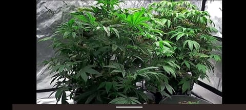 First Legal Grow — vegetative, day 68