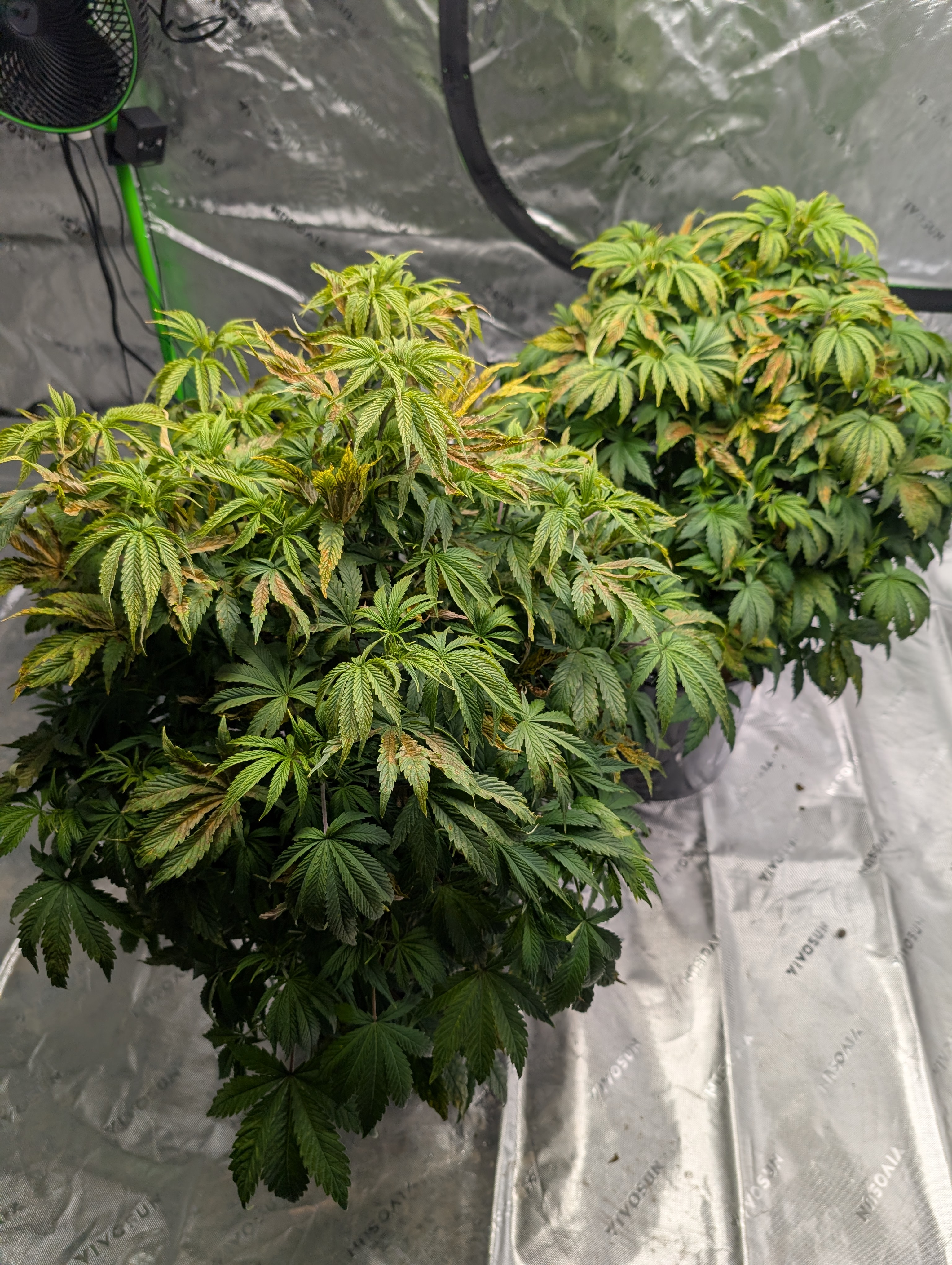 First Legal Grow — vegetative, day 75
