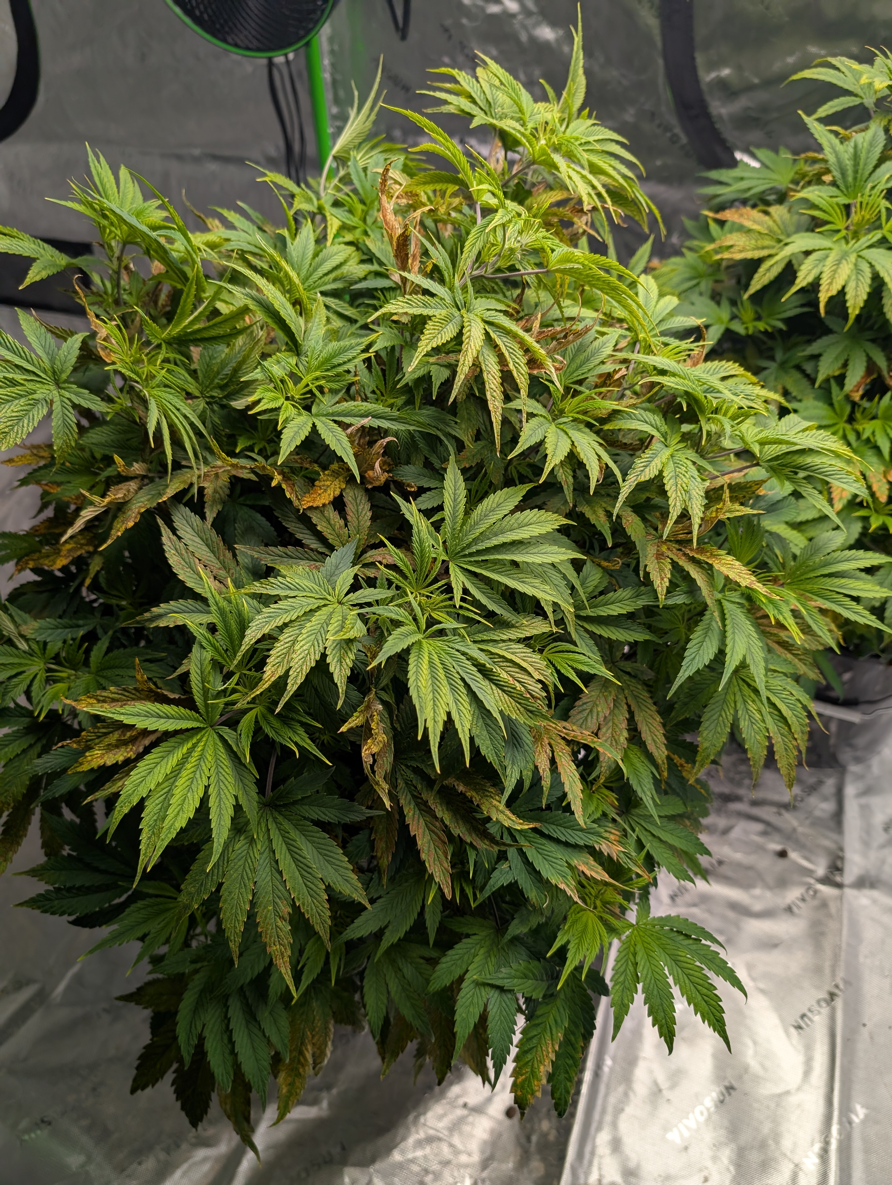 First Legal Grow — flower, day 78