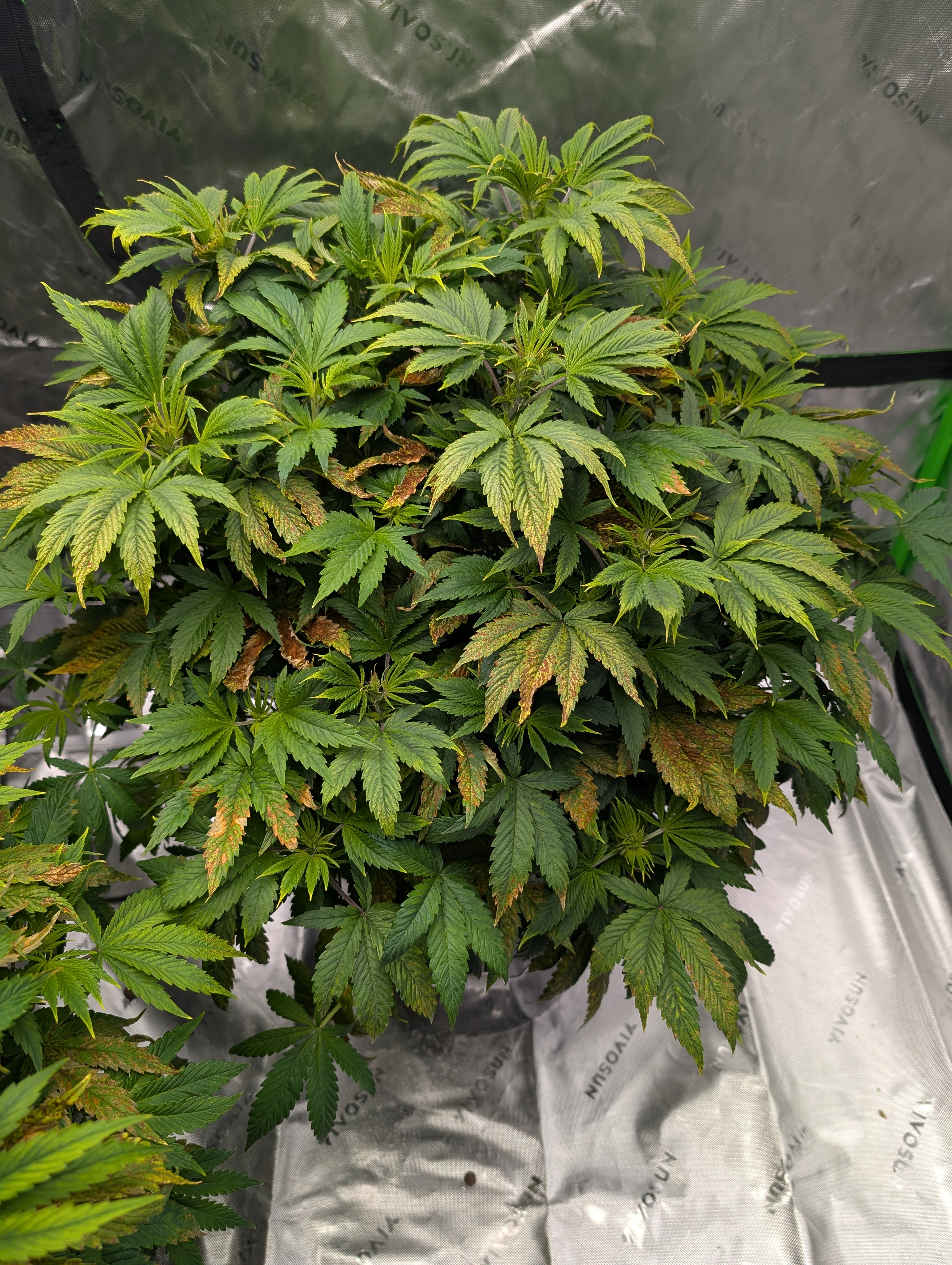 First Legal Grow — flower, day 78