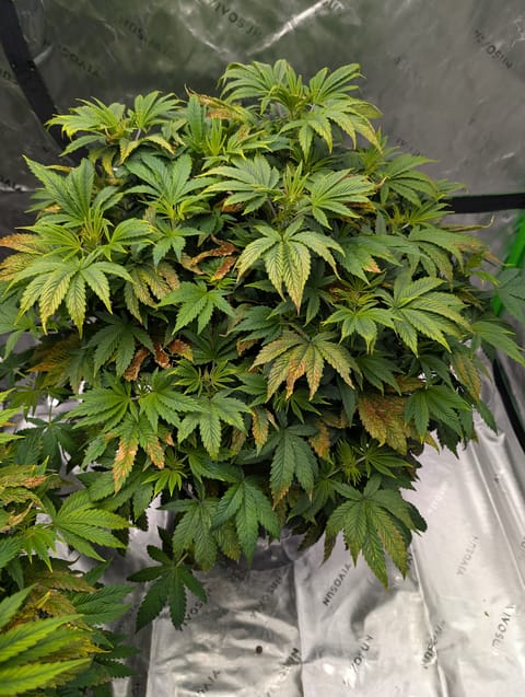 First Legal Grow — flower, day 78