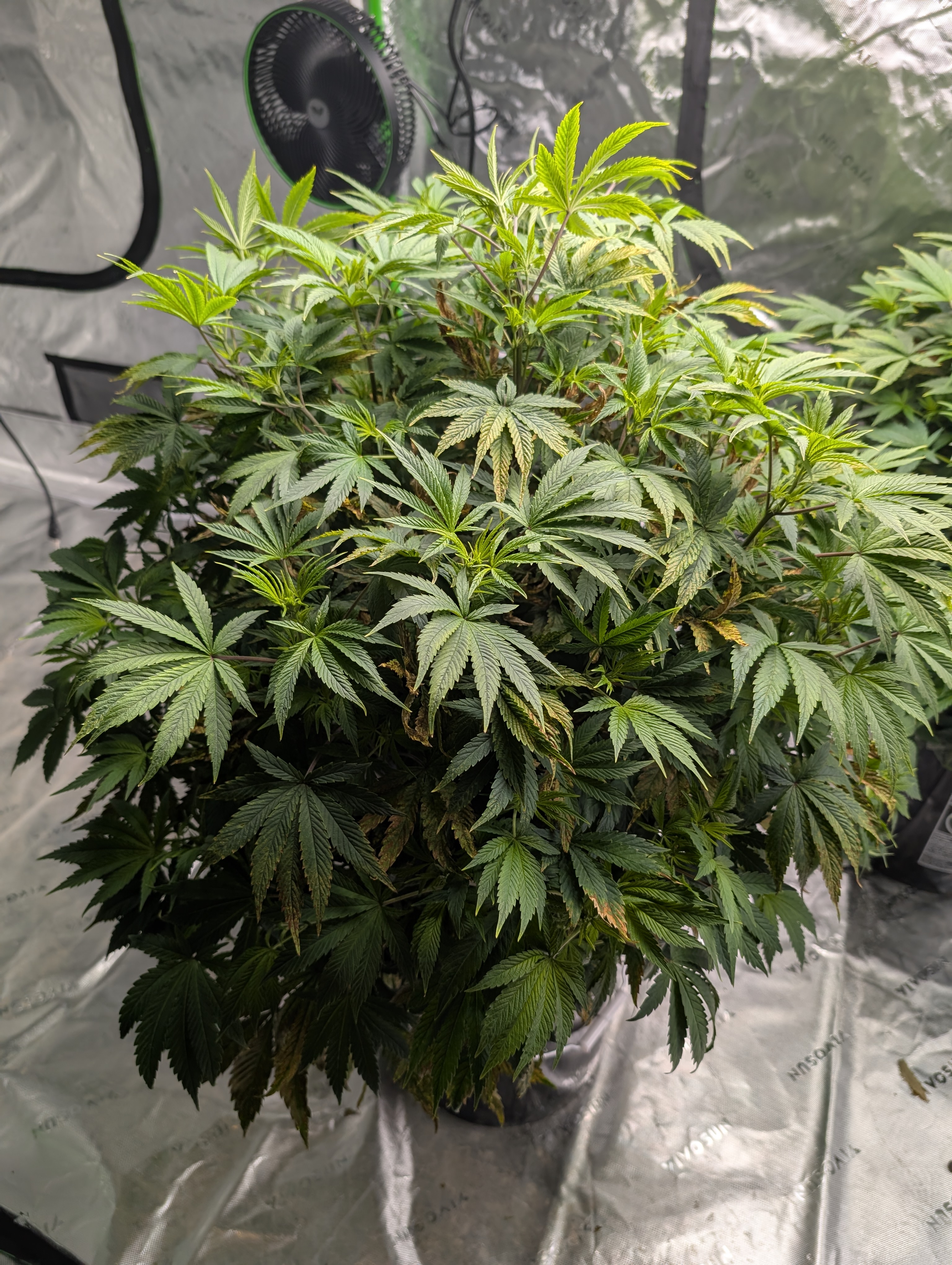 First Legal Grow — flower, day 83