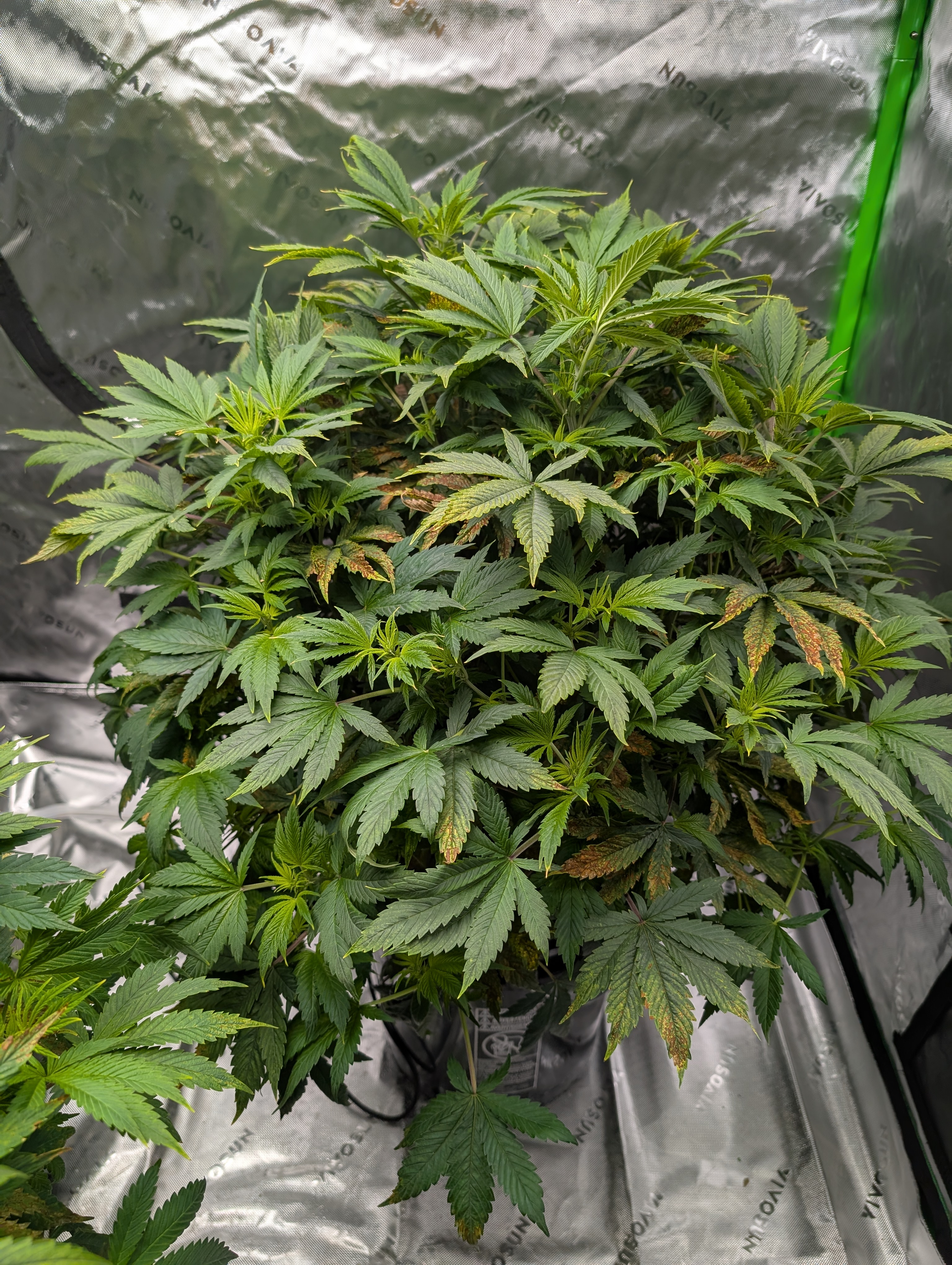 First Legal Grow — flower, day 83