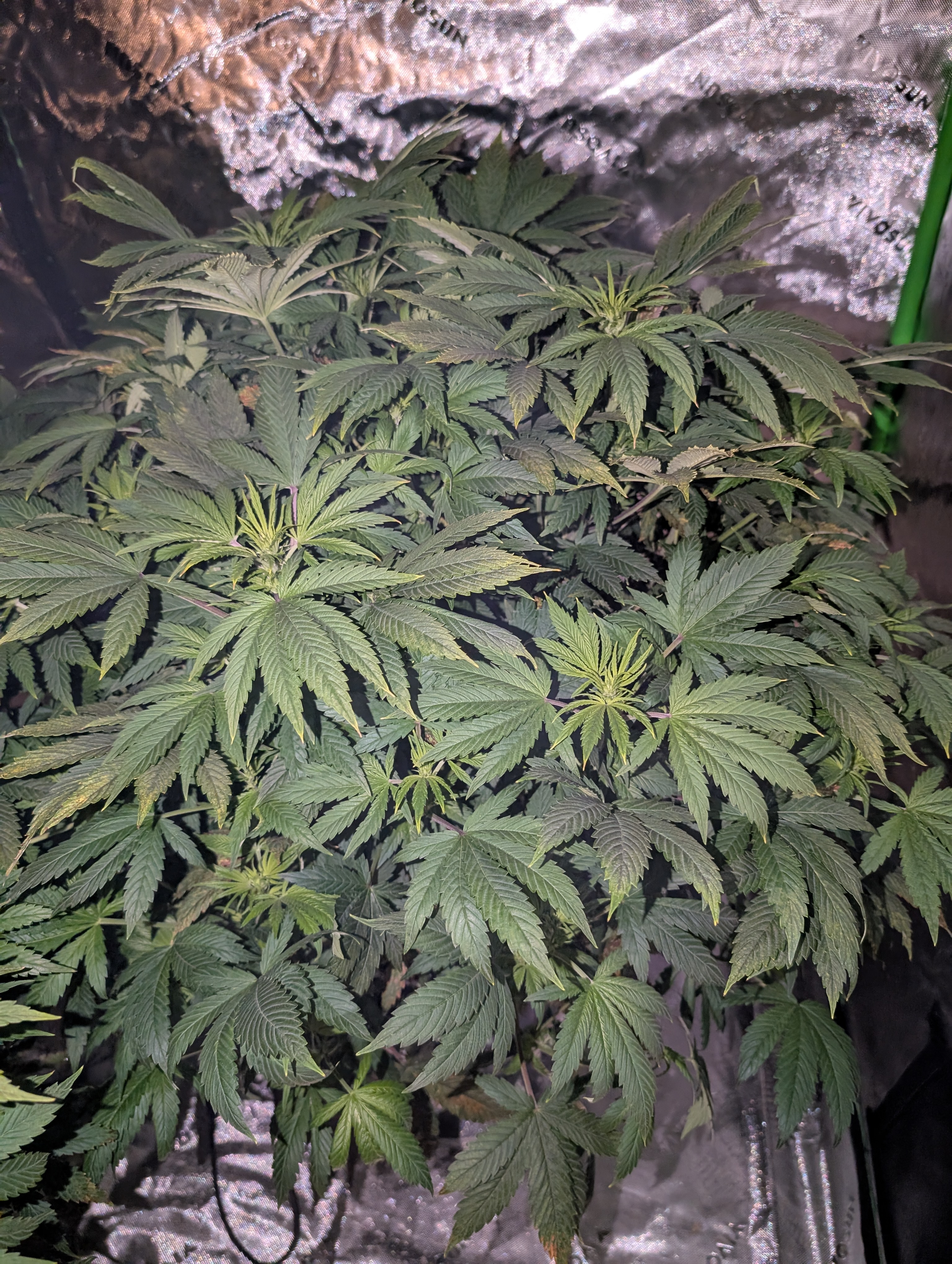 First Legal Grow — flower, day 87