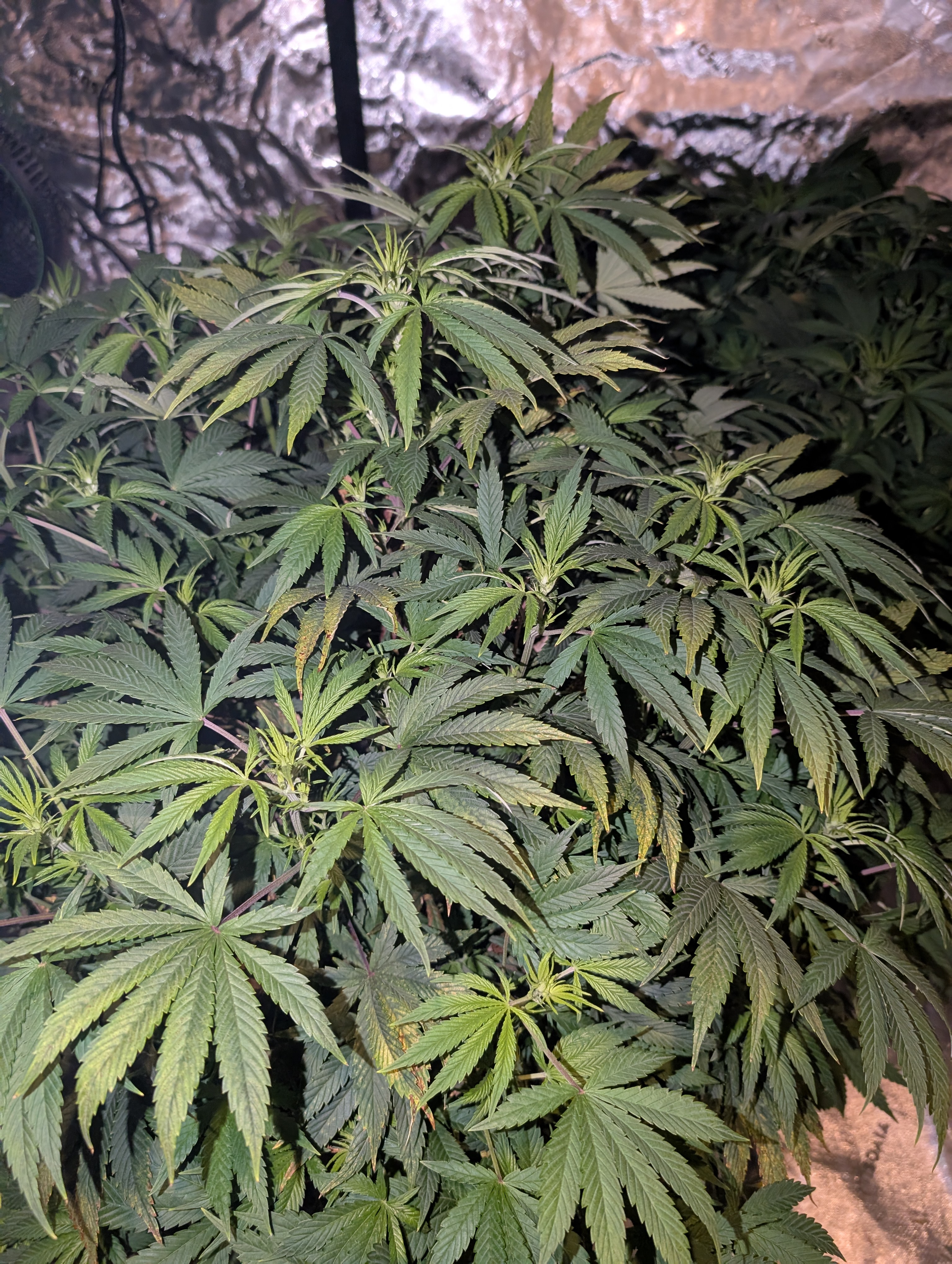 First Legal Grow — flower, day 87