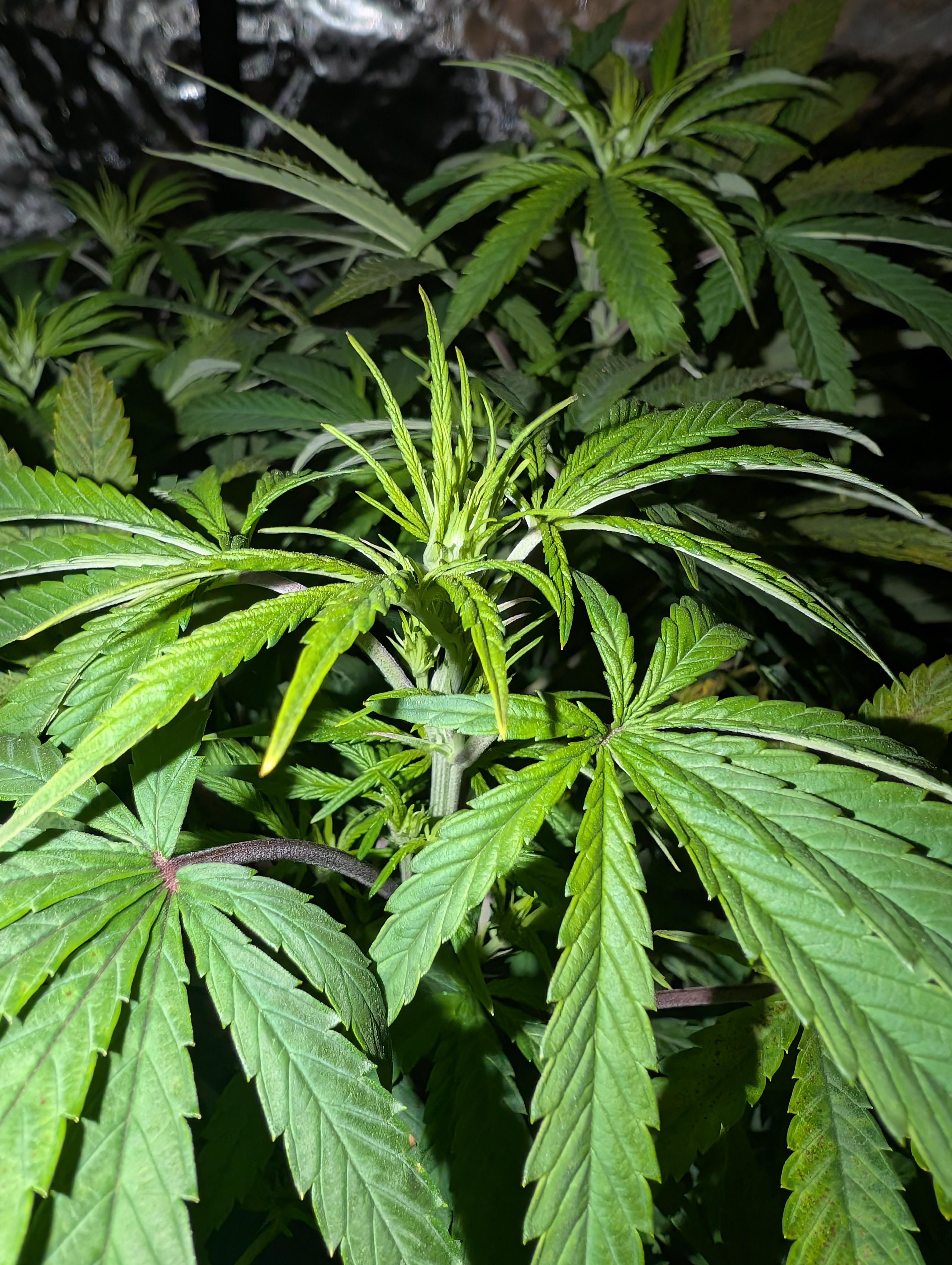 First Legal Grow — flower, day 87