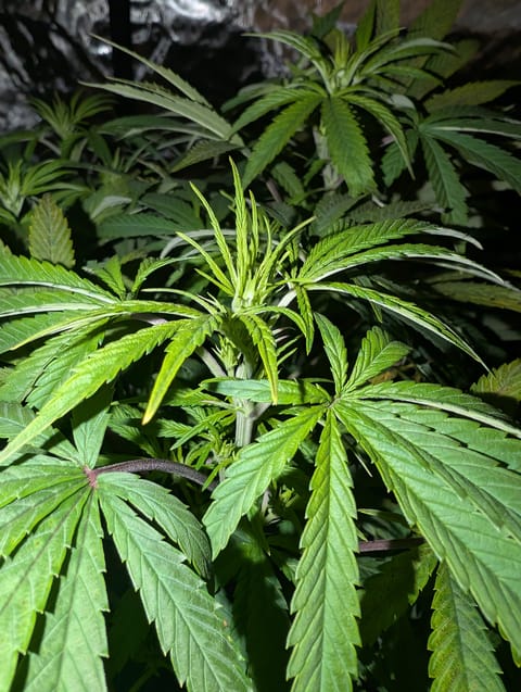 First Legal Grow — flower, day 87