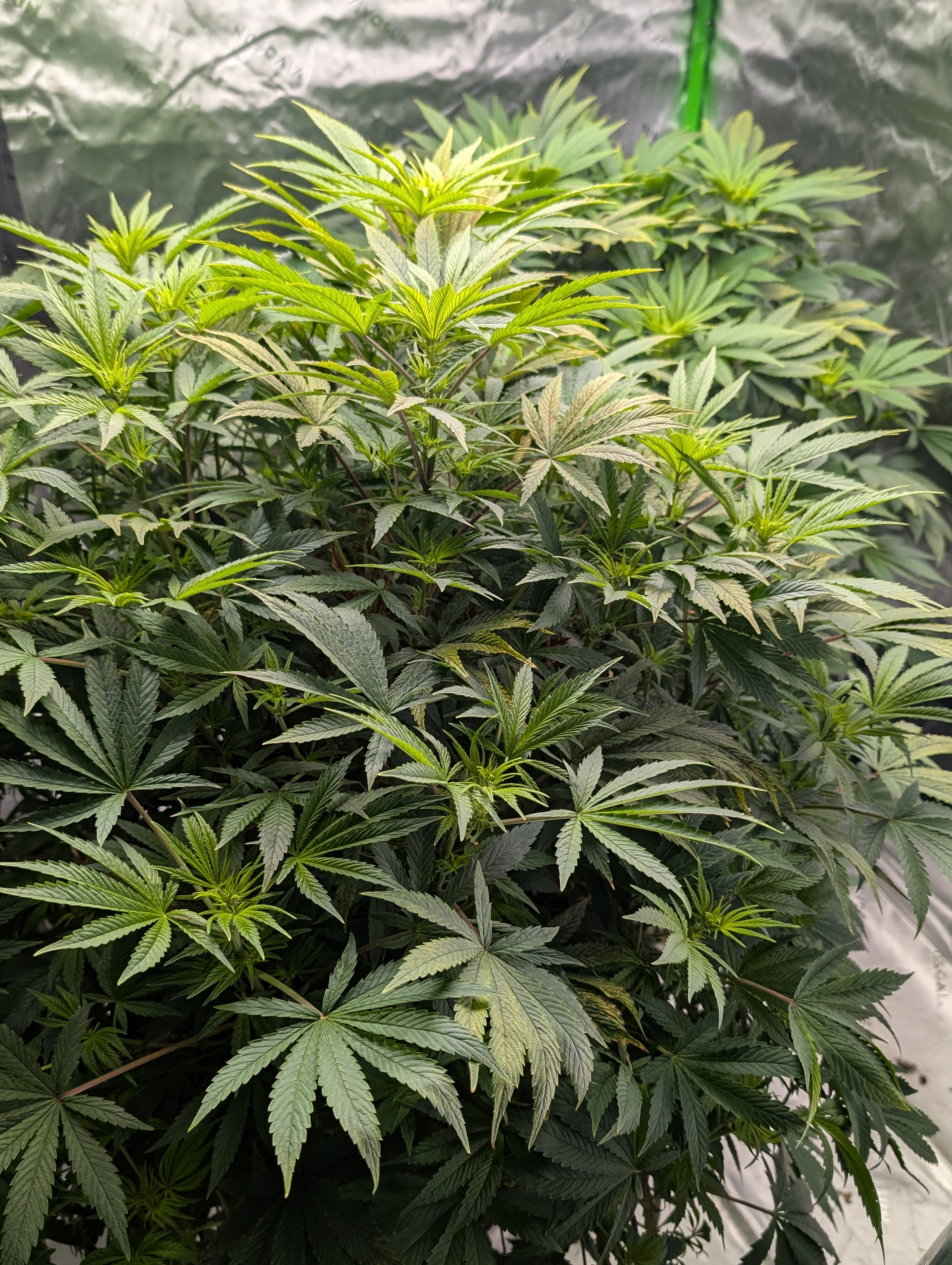 First Legal Grow — flower, day 89