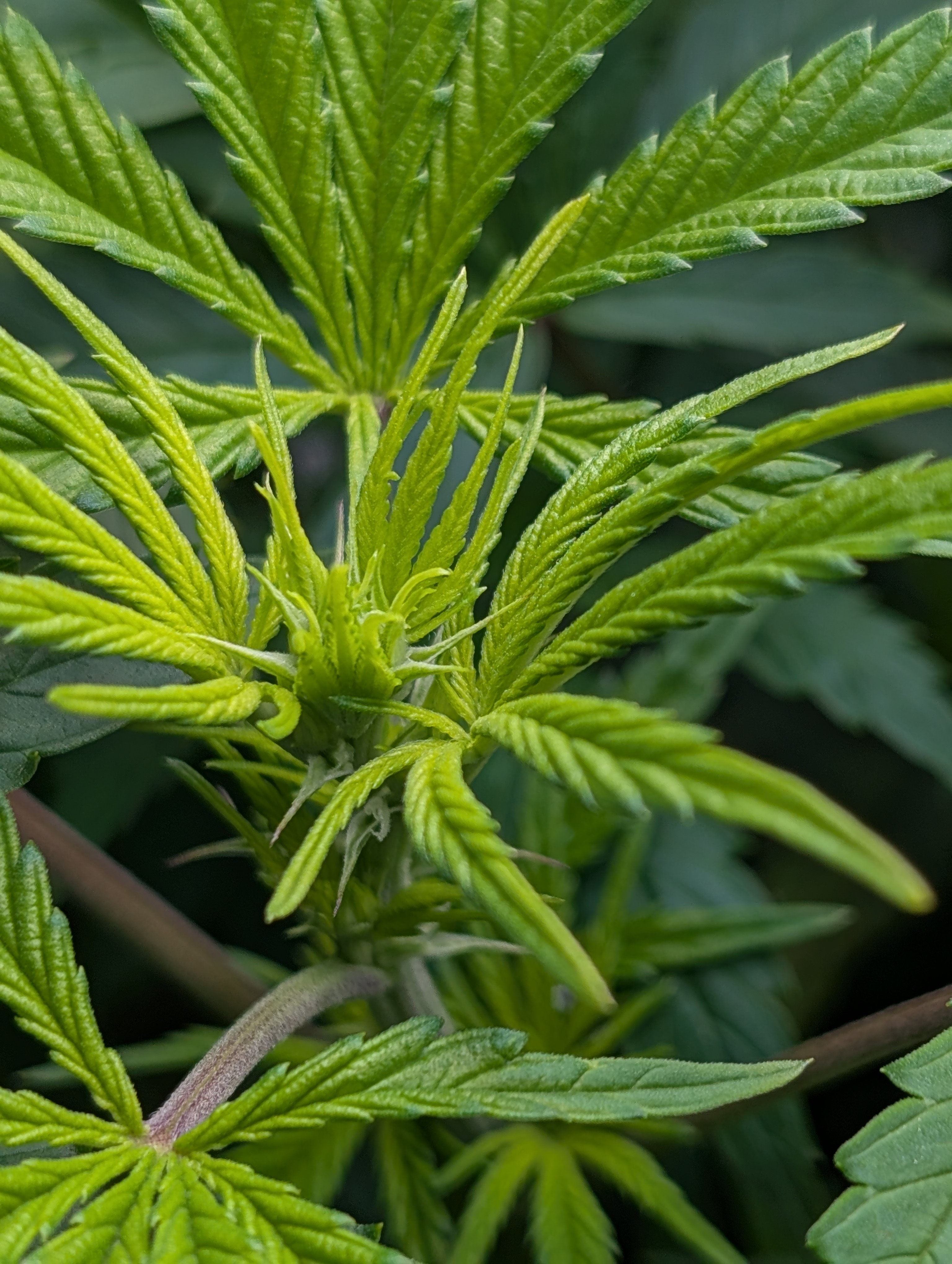 First Legal Grow — flower, day 89