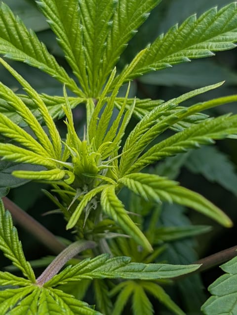 First Legal Grow — flower, day 89