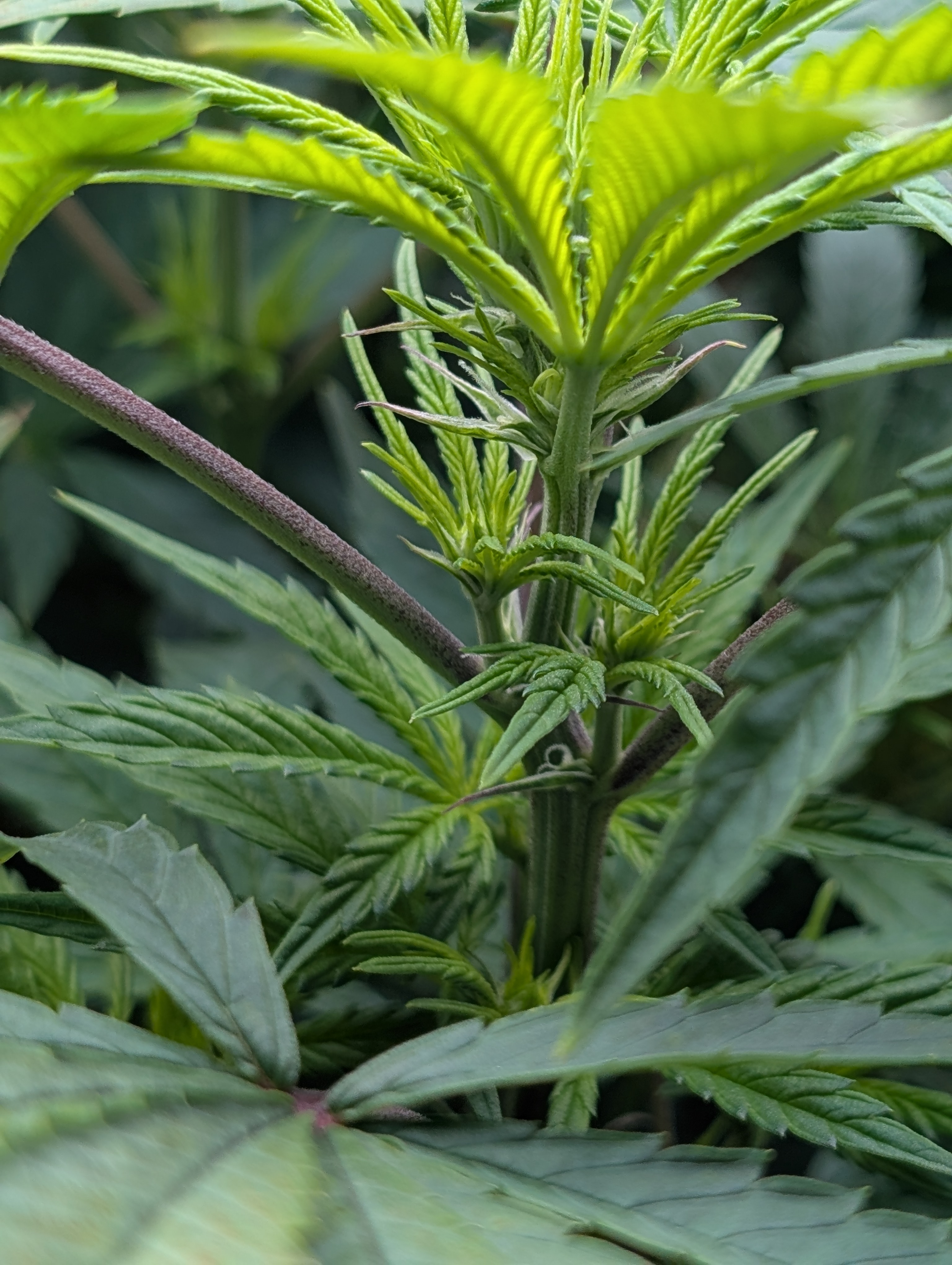 First Legal Grow — flower, day 89